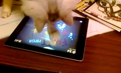 fruitninjacat