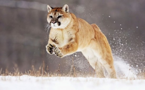 Mountain_Lion-600x375