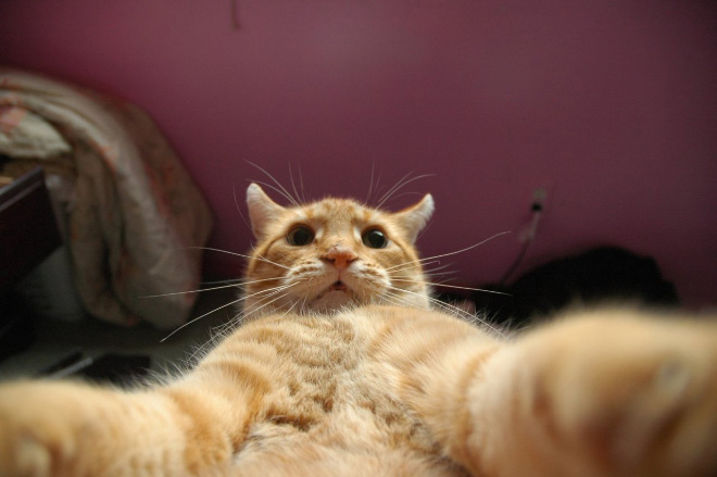 cat
