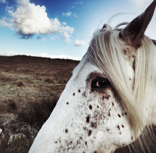 107iphone-awards-hors_6