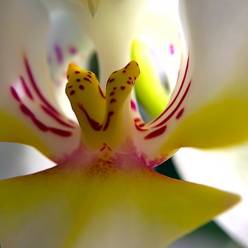 Photo réalisée avec l'objectif macro 10x d'Olloclip - © Didier Blaise