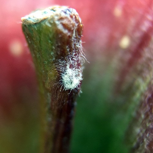 Le sujet en mode "macro" 21x - © Didier Blaise