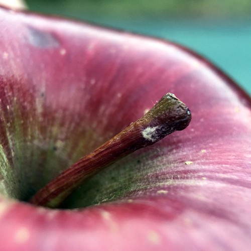 Le sujet en mode "macro" 7x - © Didier Blaise