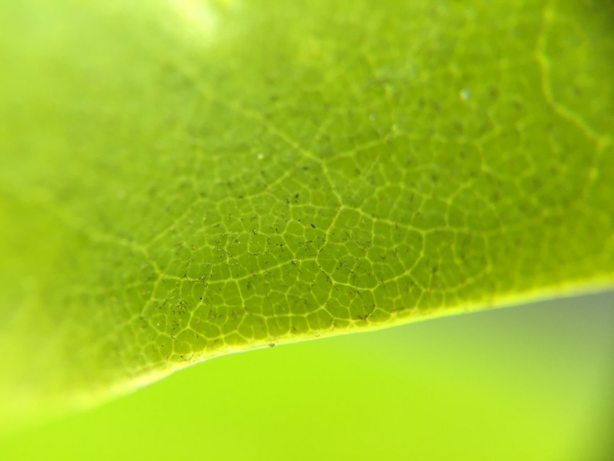 test-pixter-macro-1