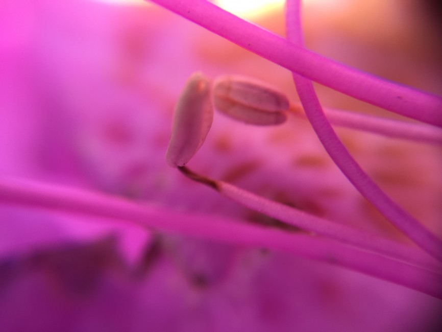 test-pixter-macro-2