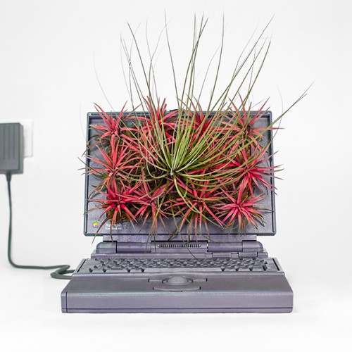 imac6